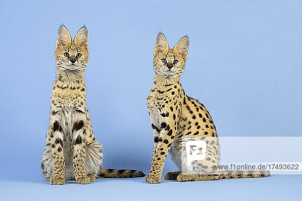 Serval (Leptailurus serval)  2 Jungtiere  17 Wochen  captive  Studioaufnahme  Österreich  Europa