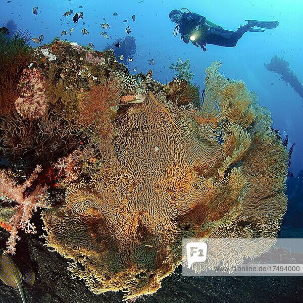 Diver looking at illuminated large giant sea fan (Annella mollis) horn coral  Pacific Ocean  Bali  Indonesia  Asia