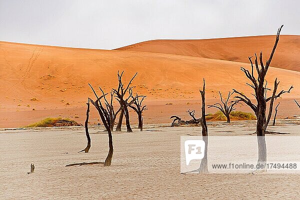 Abgestorbene Kameldornbäume (Acacia erioloba) in Deadvlei  Sossusvlei  Namib Wüste  Namib-Naukluft Nationalpark  Namibia  Afrika