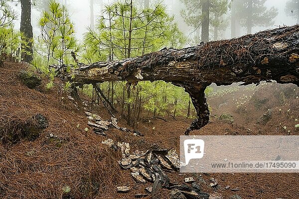 Umgefallene Kanarische Kiefer (Pinus canariensis) im Nebelwald  El Hierro  Kanarische Inseln  Spanien  Europa