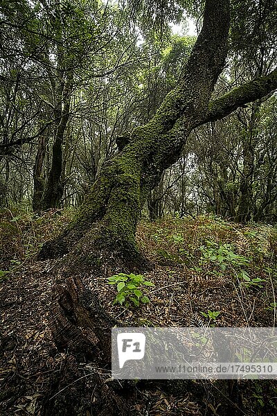 Mit Moos bewachsene Bäume im Lorbeerwald,  Laurisilva,  Monteverde,  El Hierro,  Kanarische Inseln,  Spanien,  Europa