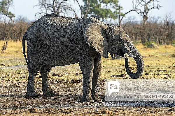 Afrikanischer Buschelefant (Loxodonta africana)  junger Bulle  Savuti  Chobe National Park  Botswana  Afrika
