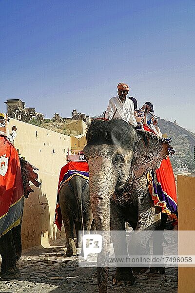 On the back of elephants to Amber Fort  Amber  Rajasthan  India  Asia