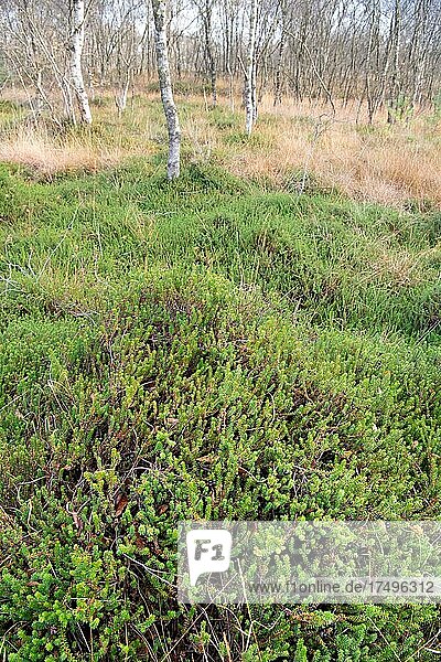 Schwarze Krähenbeere (Empetrum nigrum)  wiedervernässte also renaturierte Fläche mit riesigem Krähenbeere Bestand  Molberger Dose  Niedersachsen  Deutschland  Europa