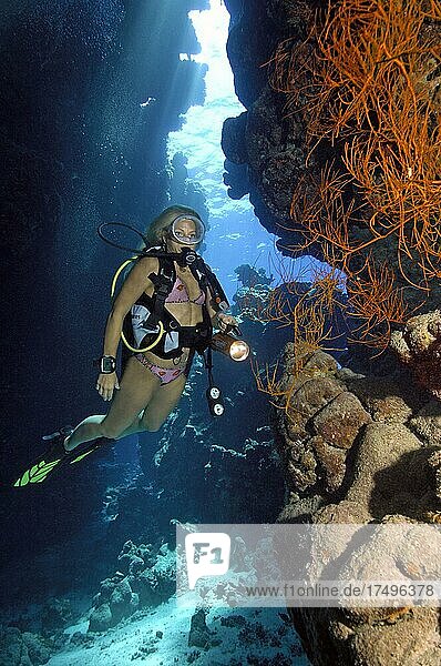 Scuba diver in bikini looking at illuminated black bushy black coral (Antipathes dichotoma) in coral reef  Red Sea  Egypt  Africa