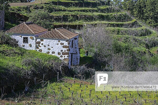 Schönes altes Steinhaus mit Weingarten  Puntagorda  La Palma  Spanien  Europa