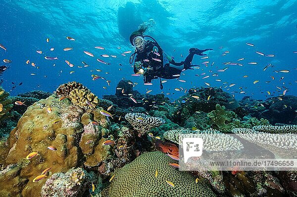 Taucherin betrachtet beleuchtet intaktes Korallenriff mit verschiedene Steinkorallen (Scleractinia)  im Hintergrund an Wasseroberfläche Silhouette von Tauchboot  Pazifik  Insel Yap  Karolineninseln  Mikronesien  Ozeanien