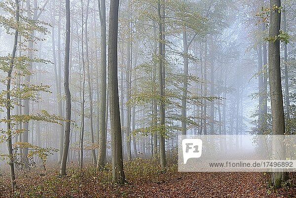 Laubwald  Waldweg führt durch den Herbstwald  Morgennebel  Nordrhein-Westfalen  Deutschland  Europa