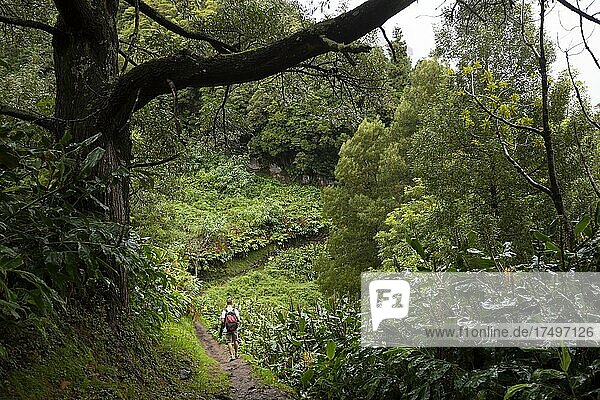 Hikers on the way to the Salto do Prego waterfall past the large-leaved perennials of the butterfly ginger  Faial da Terra  Sao Miguel Island  Azores  Portugal  Europe