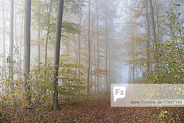 Laubwald  Waldweg führt durch den Herbstwald  Morgennebel  Nordrhein-Westfalen  Deutschland  Europa