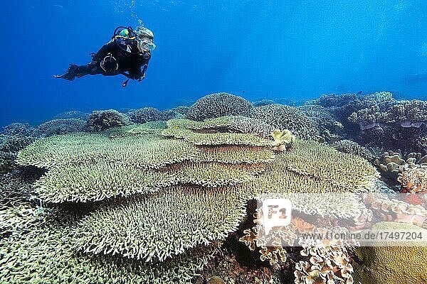 Taucherin blickt auf taucht über intakte Tischkorallen (Acropora hyacinthus) in lebendiges Korallenriff  Apo-Riff  Dumaguete  Negros  Visayas  Philippinen  Asien