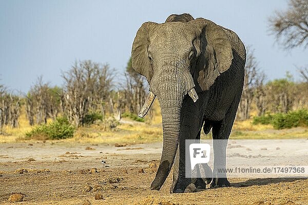 Afrikanischer Buschelefant (Loxodonta africana)  Savuti  Chobe National Park  Botswana  Afrika