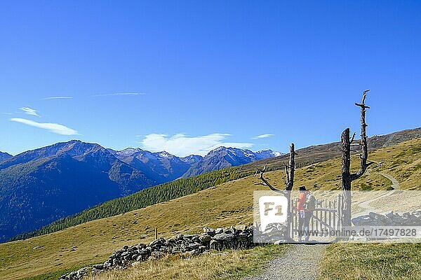 Hikers on the Waldburnnenweg  Schwemmalm hiking area  Ulten Valley  South Tyrol  Italy  Europe