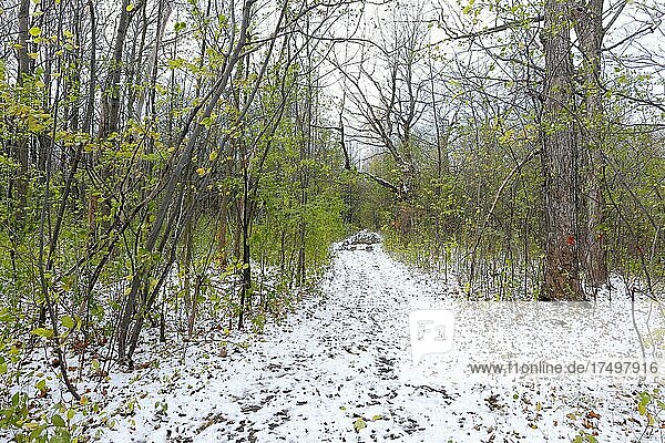 Forest with first snow in late autumn  Province of Quebec  Canada  North America