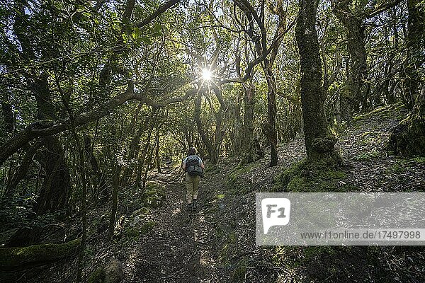 Hiker  mossy forest in the sunlight  Arure  La Gomera  Spain  Europe