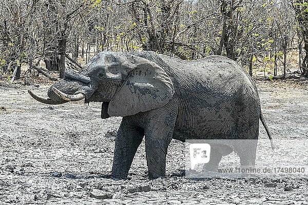 Afrikanischer Buschelefant (Loxodonta africana)  bei Schlammbad gegen Parasiten  Savuti  Chobe National Park  Botswana  Afrika