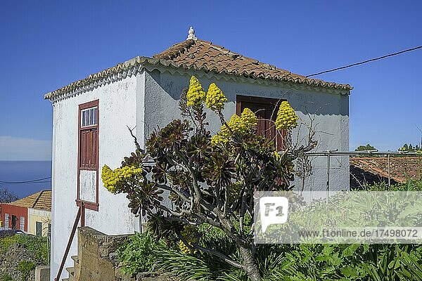 Rosetten-Dickblatt (Aeonium arboreum) vor einem alten Haus  Las Tricias  La Palma  Spanien  Europa