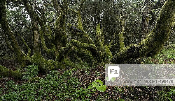 Mit Moos bewachsene Bäume im Lorbeerwald  Laurisilva  Monteverde  El Hierro  Kanarische Inseln  Spanien  Europa