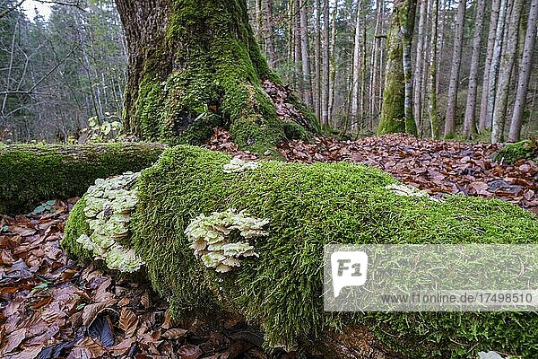 Bemooster Baum mit Baumpilz im Wald,  bei Enterrottach,  Tegernsee,  Oberbayern,  Bayern,  Deutschland,  Europa