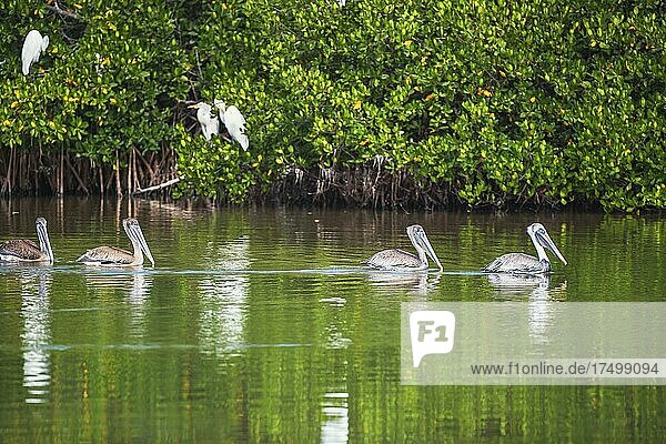 Gruppe von Braunpelikane (Pelecanus occidentalis) beim Fischen  Sanibel Island  J.N. Ding Darling National Wildlife Refuge  Florida  USA  Nordamerika