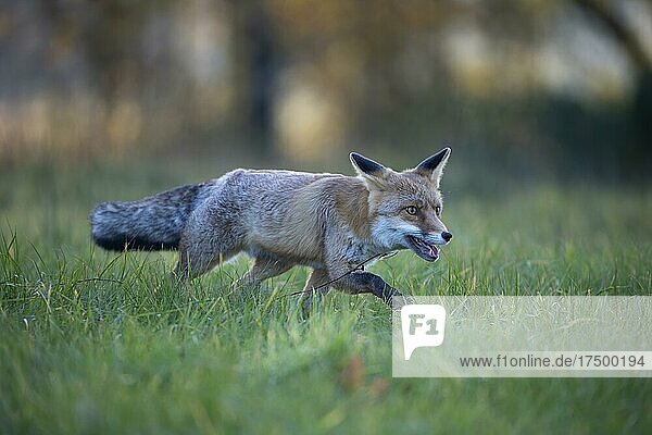 Red fox (Vulpes vulpes) in a meadow  Bitburg  Germany  Europe