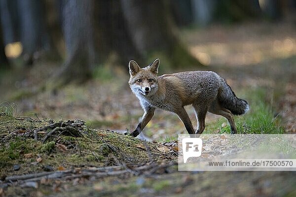 Red fox (Vulpes vulpes) in the forest  Bitburg  Germany  Europe