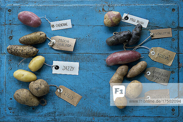 Studio shot of different variety of tagged potatoes lying on blue painted wooden surface