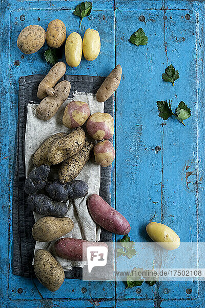 Studio shot of different variety of raw potatoes lying on blue painted wooden surface
