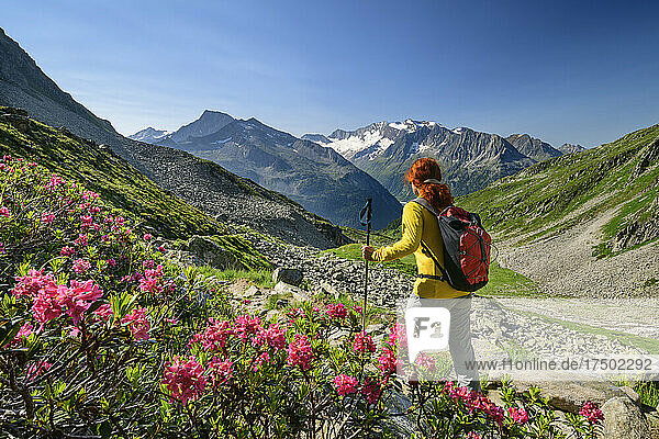 Female hiker passing roses blooming in scenic valley of Zillertal Alps