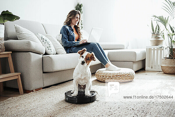 Jack Russell Terrier sitting on vacuum cleaner with businesswoman using laptop in background