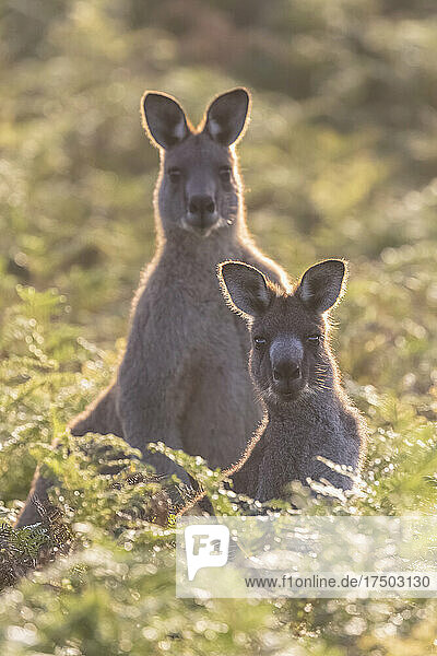 Two eastern grey kangaroos (Macropus giganteus) looking at camera while standing amid green plants
