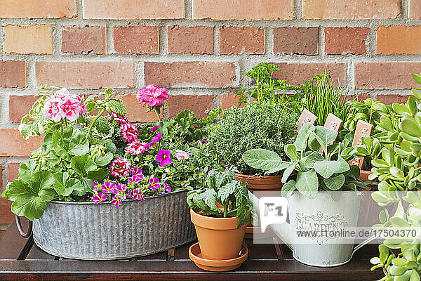 Various herbs and flowers cultivated in balcony garden
