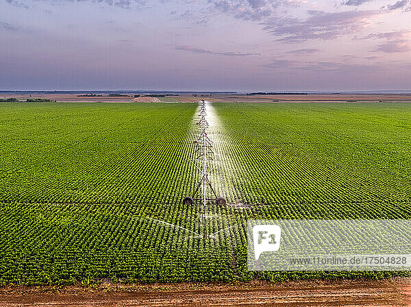 Aerial view of agricultural sprinkler watering vast green bean field at dawn
