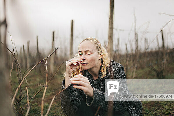 Farmer smelling grape plantation twig at vineyard
