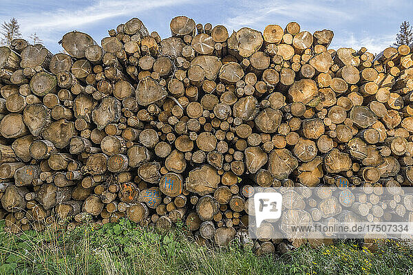Pile of timber cut in Harz National Park