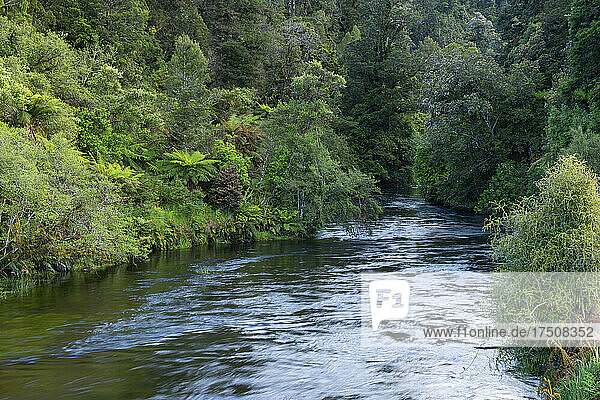 Okarito River flowing through green lush rainforest