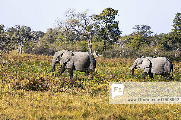 Zwei ausgewachsene Elefanten  loxodonta africanus  waten durch ein Sumpfgebiet