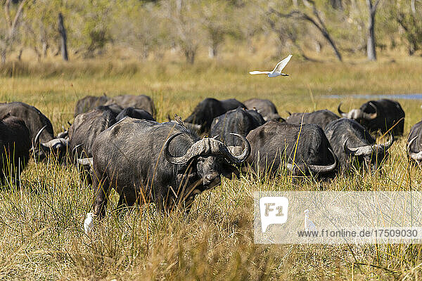Eine Herde Wasserbüffel  Bubalus bubalis  in langem Gras im Sumpfgebiet