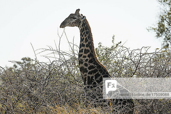 Eine Giraffe  Giraffa camelopardalis  beim Grasen im langen Gras