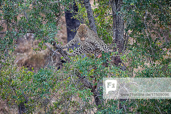 Ein Leopard  Panthera pardus  macht einen Spagat in einem Baum  während er auf seine Beute herabschaut