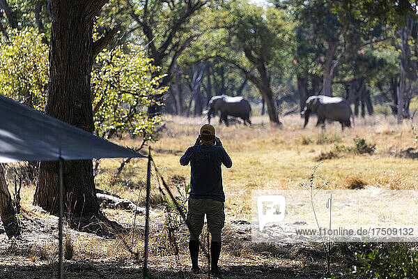 Mann beobachtet zwei ausgewachsene Elefanten  loxodonta africana  die in der Nähe eines Safaricamps durch die Bäume laufen.