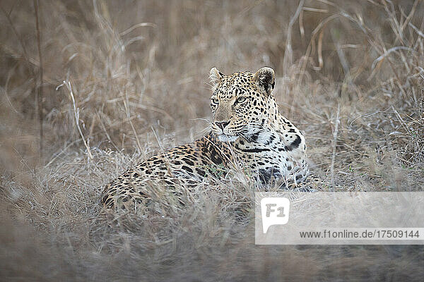 Ein weiblicher Leopard  Panthera pardus  liegt im hohen trockenen Gras und schaut aus dem Bild