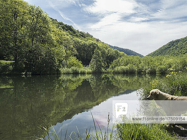 Blick über flaches  ruhiges Seewasser  Berge und Wälder  ein Hund am Ufer