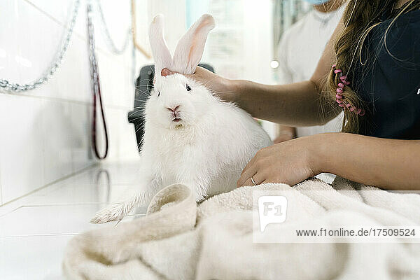 Close-up of female groomer holding lop rabbit on table in pet salon