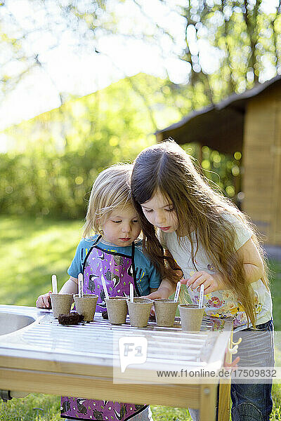 Cute sisters planting seeds in small pots on table at yard