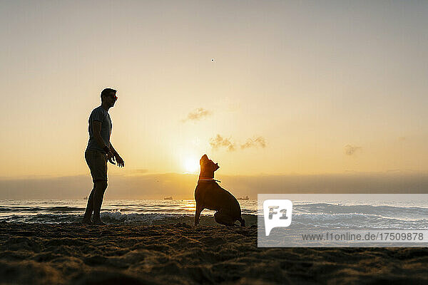 Silhouette man playing with his dog at beach