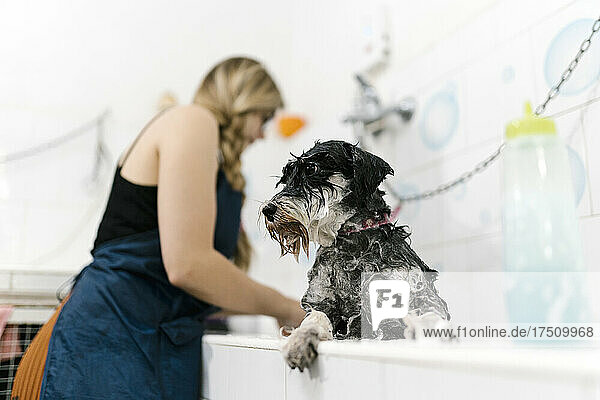 Close-up of wet schnauzer in sink with female groomer working at background
