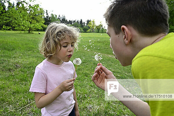 Close-up of siblings blowing dandelion seeds in forest