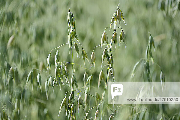 Oats growing in spring