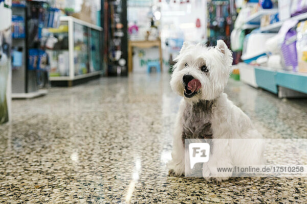 Cute west highland white terrier sticking out tongue while sitting on floor in pet salon